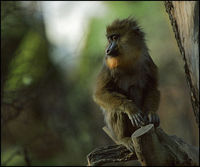 Mandrillus sphinx - Mandrill