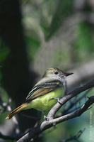 Image of: Myiarchus crinitus (great crested flycatcher)