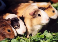 Cavia porcellus - Guinea Pig