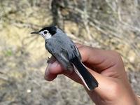 Image of: Polioptila plumbea (tropical gnatcatcher)