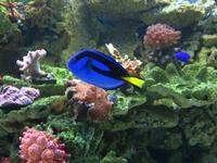 Paracanthurus hepatus - Blue Surgeonfish