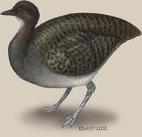 Image of: Tinamus major (great tinamou)