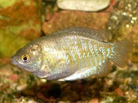 Colisa lalia - Dwarf Gourami