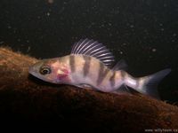 Perca fluviatilis - English Perch