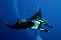 Image of: Manta birostris (Atlantic manta)