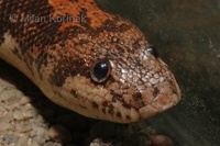 Gongylophis colubrinus loveridgei - Kenya Sand Boa