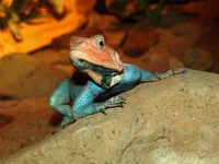 Agama agama - Red-headed Agama