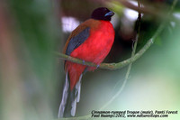 Cinnamon-rumped Trogon - Harpactes orrhophaeus