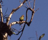 Yellow-and-green Lorikeet - Trichoglossus flavoviridis