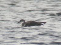 Buller's Shearwater - Puffinus bulleri