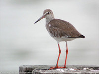 Common Redshank - Tringa totanus