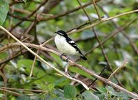 Black-browed Triller - Lalage atrovirens