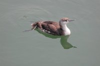 Red-throated Loon - Gavia stellata