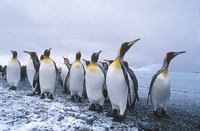 King Penguin (Aptenodytes patagonicus) photo