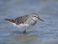 White-rumped Sandpiper (Calidris fuscicollis) photo