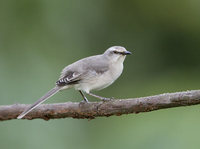 Tropical Mockingbird (Mimus gilvus) photo