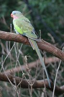 Alexandra's Parrot - Polytelis alexandrae