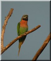 Red-breasted Parakeet - Psittacula alexandri