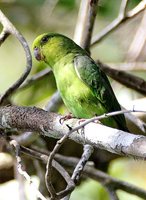 Dusky-billed Parrotlet - Forpus sclateri