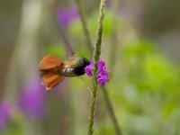 Black-crested Coquette - Lophornis helenae