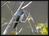 Andean Emerald - Agyrtria franciae