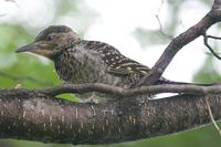 Chilean Flicker - Colaptes pitius