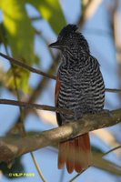 Chestnut-backed Antshrike - Thamnophilus palliatus