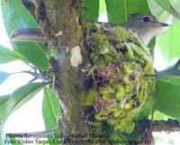 Yellow-bellied Elaenia - Elaenia flavogaster