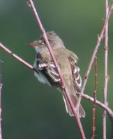 Willow Flycatcher - Empidonax traillii