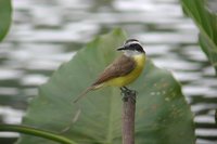 Lesser Kiskadee - Philohydor lictor