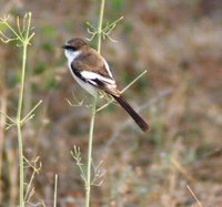 White-bellied Minivet - Pericrocotus erythropygius