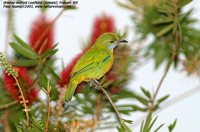 Orange-bellied Leafbird - Chloropsis hardwickii