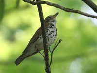 Wood Thrush - Hylocichla mustelina