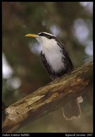 Indian Scimitar-Babbler - Pomatorhinus horsfieldii