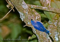 Sulphur-billed Nuthatch - Sitta oenochlamys