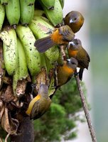 Cherrie's Tanager - Ramphocelus costaricensis