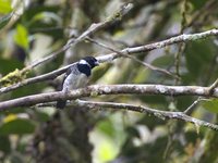 Variable Seedeater - Sporophila corvina