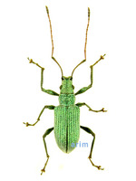 Eumyllocerus gratiosus - 긴더듬이주둥이바구미