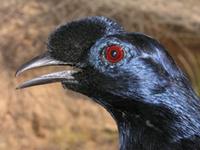 Bristle-crowned Starling - Onychognathus salvadorii