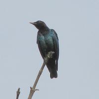 Purple-headed Glossy-starling, Lamprotornis purpureiceps