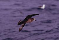 Grey-faced Petrel, Pterodroma macroptera