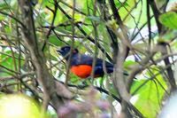 Scarlet-bellied Mountain-Tanager