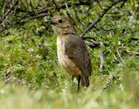 Tawny antpitta