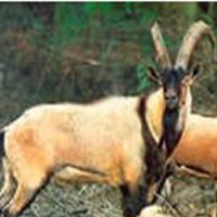 Bezoar Ibex