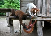 A Woolly monkey and Lassie the dog, doing something bratty to a red uakari monkey.