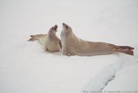 Crabeater Seal