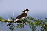 Grey-backed Fiscal Lanius excubitoroides