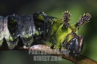 Limenitis populi , caterpillar , portrait stock photo