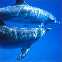 Atlantic spotted dolphin