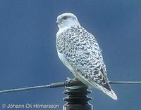 Greenland Gyr Falcon Falco rusticolus 
